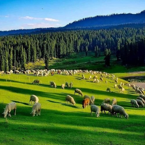 Vihan Cruise Triple Deck